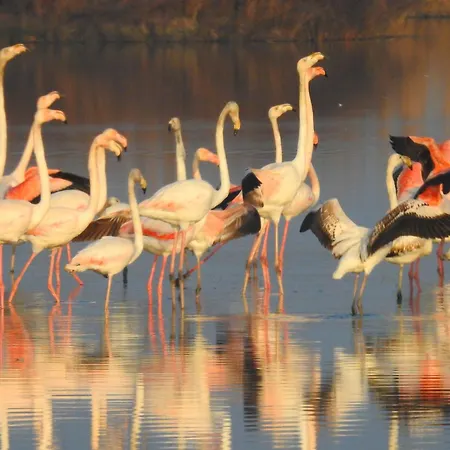 Alojamento de Acomodação e Pequeno-almoço Casa Flamingo